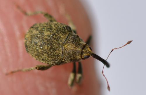 Réf. 304 878 : Parethelcus pollinarius
